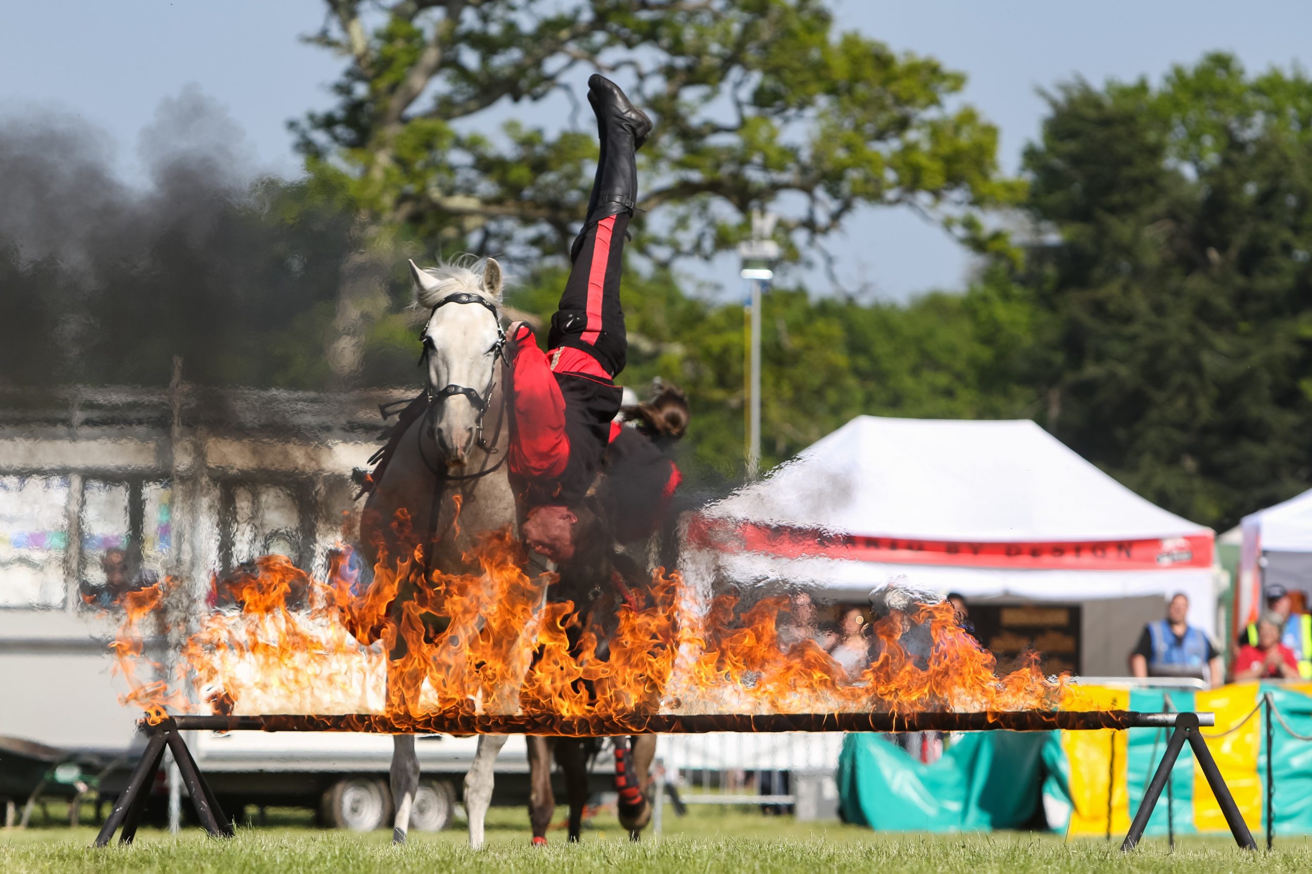 Exhibition Horses